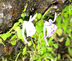 Utricularia sandersonii