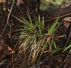 Dichanthelium dichotomum