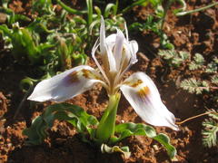 Moraea ciliata