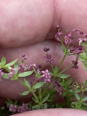 Galium wigginsii