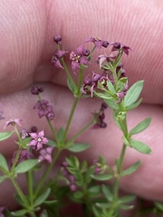 Galium wigginsii