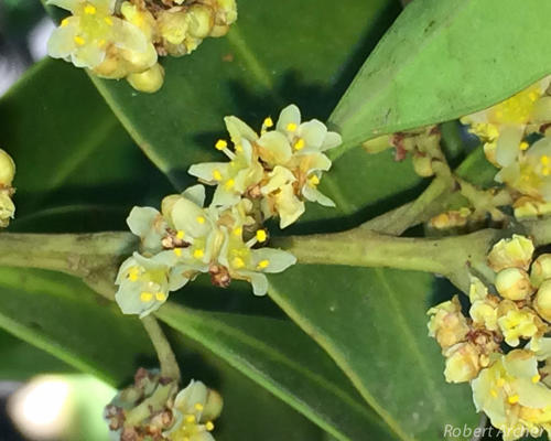 Pterocelastrus echinatus N.E.Br.