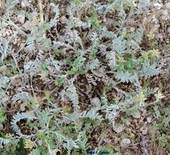 Astragalus alopecuroides