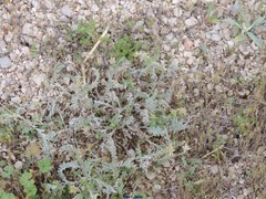 Astragalus alopecuroides