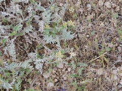 Astragalus alopecuroides