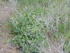 Astragalus alopecuroides