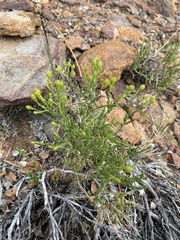 Ericameria martirensis