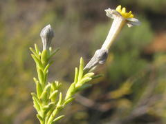 Gnidia scabra