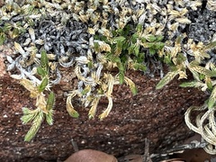 Selaginella asprella