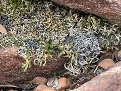 Selaginella asprella