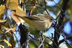 Phylloscopus