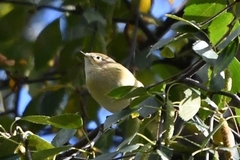 Phylloscopus