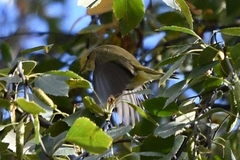 Phylloscopus