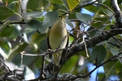 Phylloscopus