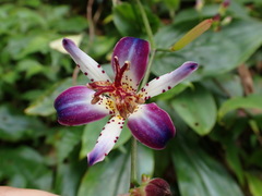 Tricyrtis lasiocarpa