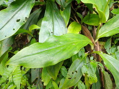Tricyrtis lasiocarpa