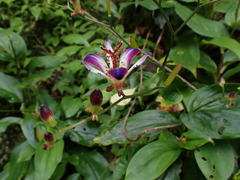 Tricyrtis lasiocarpa