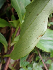 Tricyrtis lasiocarpa