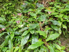 Tricyrtis lasiocarpa