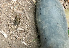 Ancylometes bogotensis