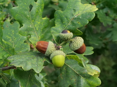 Quercus