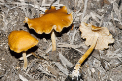 Agrocybe arvalis