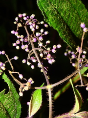 Miconia sastrei