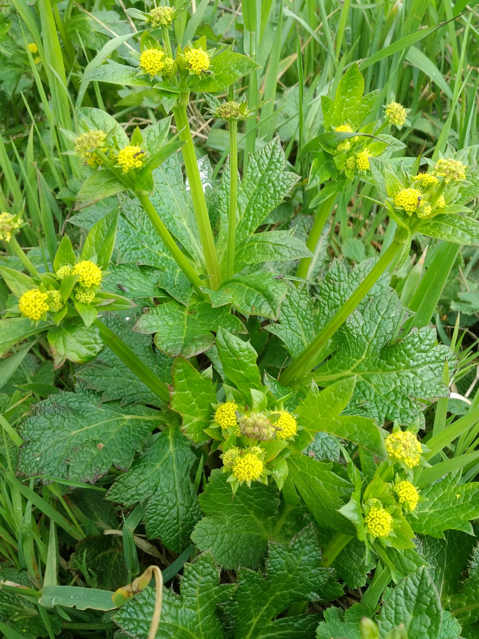 Sanicula crassicaulis