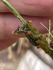 Zadiprion jeffreyi