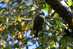 Cyanistes caeruleus