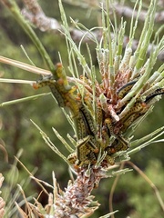Zadiprion jeffreyi