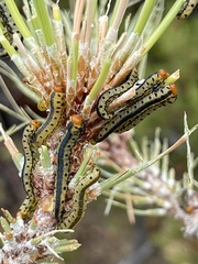 Zadiprion jeffreyi