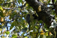 Cyanistes caeruleus
