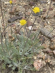 Hymenopappus filifolius lugens