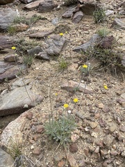 Hymenopappus filifolius lugens