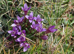 Gentianella columnae
