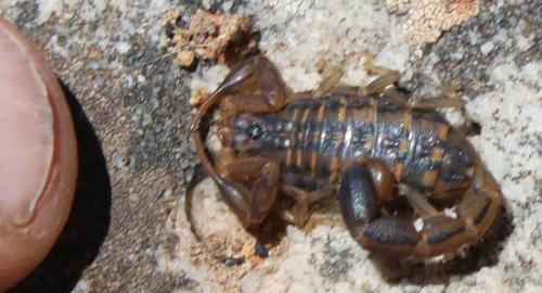 Striped Lesser-Thicktail Scorpion photo 5