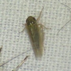 Graminella nigrifrons