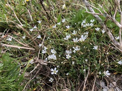 Cerastium morrisonense