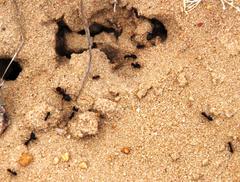 Anoplolepis steingroeveri