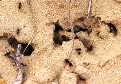 Anoplolepis steingroeveri