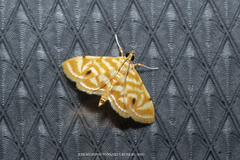 Musotiminae