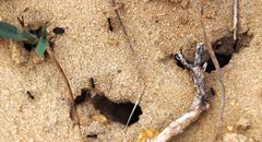 Anoplolepis steingroeveri