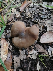 Entoloma griseum