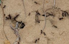 Anoplolepis steingroeveri