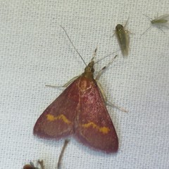 Pyrausta pseuderosnealis