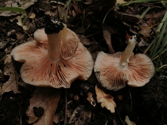 Entoloma griseum