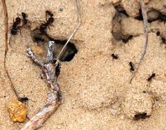 Anoplolepis steingroeveri