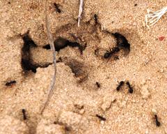 Anoplolepis steingroeveri