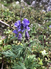 Aconitum fukutomei